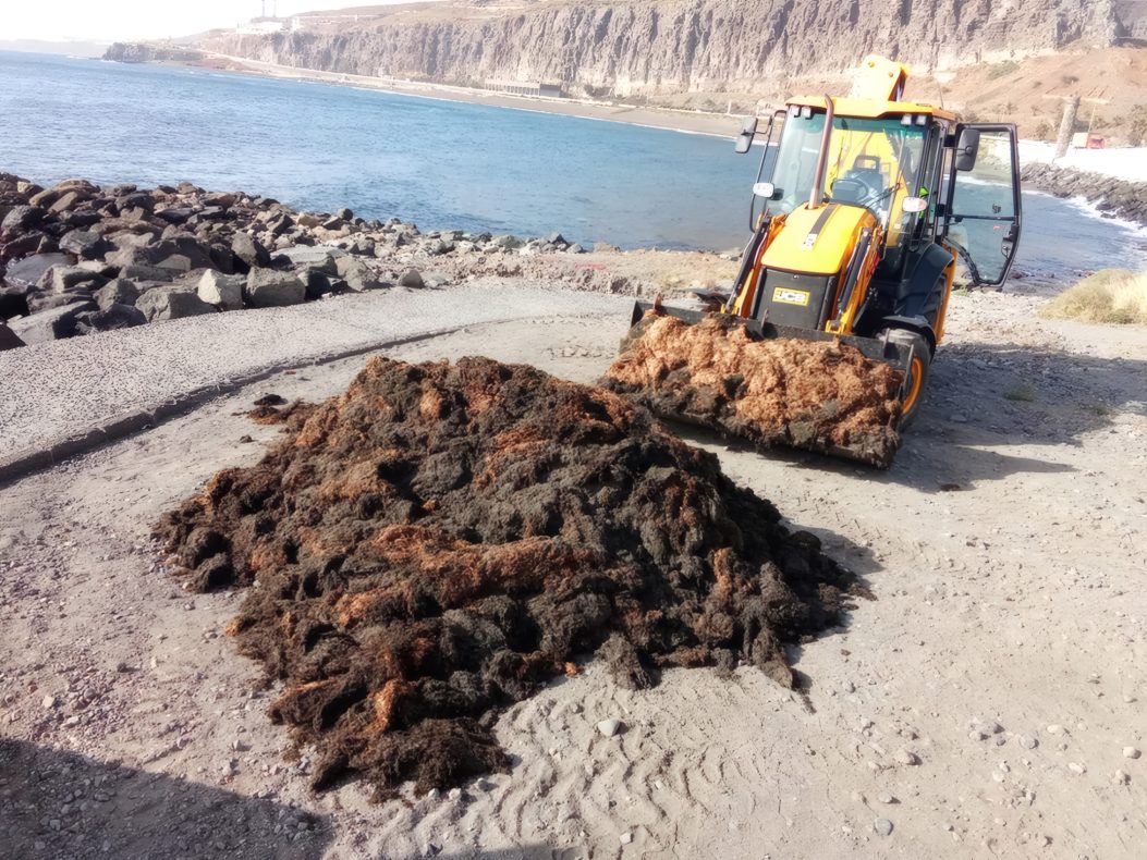 Algenplage auf Gran Canaria: 100 Tonnen Biomüll und kein Ende in Sicht