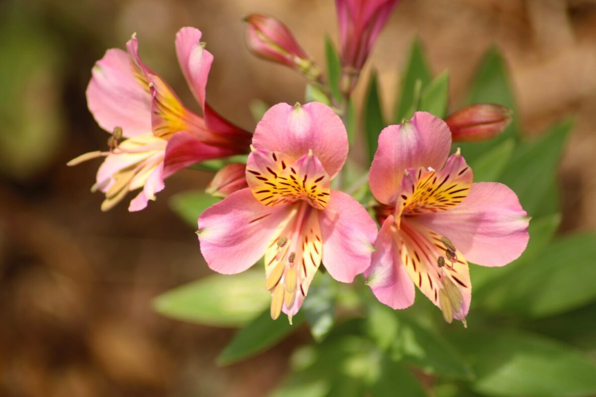 Anaga-Gebirge Blüten nah