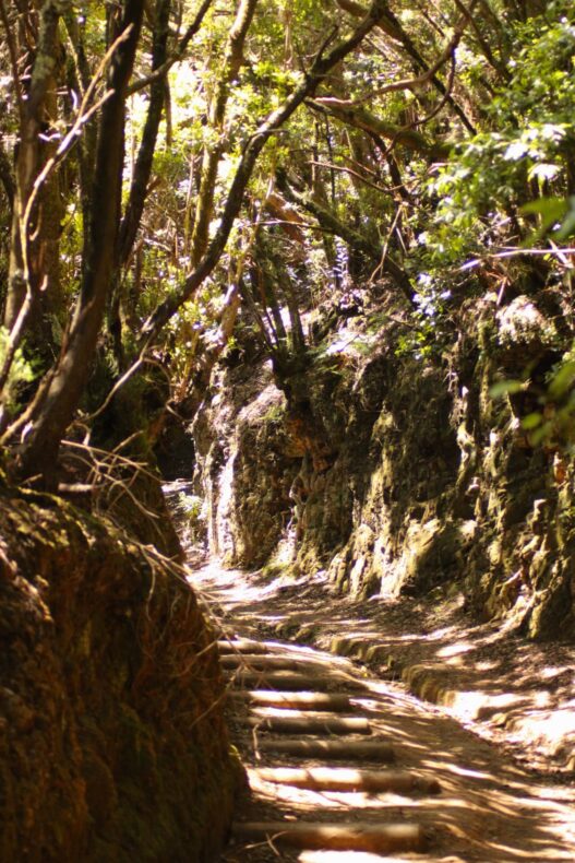 Anaga-Gebirge Schatten im Wald