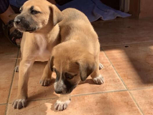 Für 4 Millionen Euro: Gran Canaria bekommt neues Tierheim