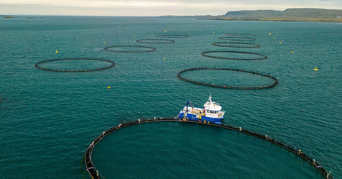 Kritik an Kanaren-Regierung wegen Förderung der Industrie-Fischerei