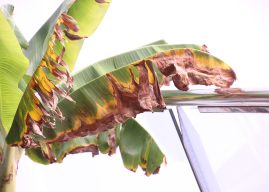 Massive Schädlingsplage: Kanaren bangen um ihre beliebtesten Früchte