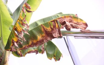 Banane Blatt Teneriffa
