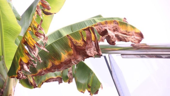 Banane Blatt Teneriffa