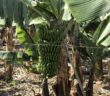 Bananen-Anbau Landwirtschaft Kanaren