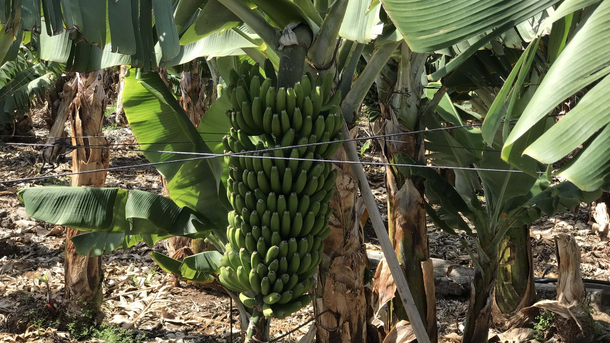 Kanaren verdoppeln Bananenexporte – besonders eine Insel legt zu