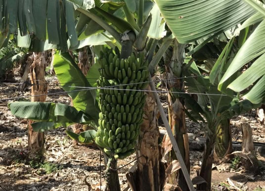 Bananen-Anbau Landwirtschaft Kanaren
