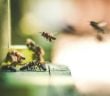 Bienen Kanaren