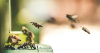 Großes Bienensterben auf den Kanaren – das steckt dahinter Bienen Kanaren
