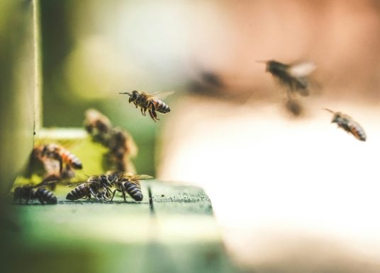 Großes Bienensterben auf den Kanaren – das steckt dahinter