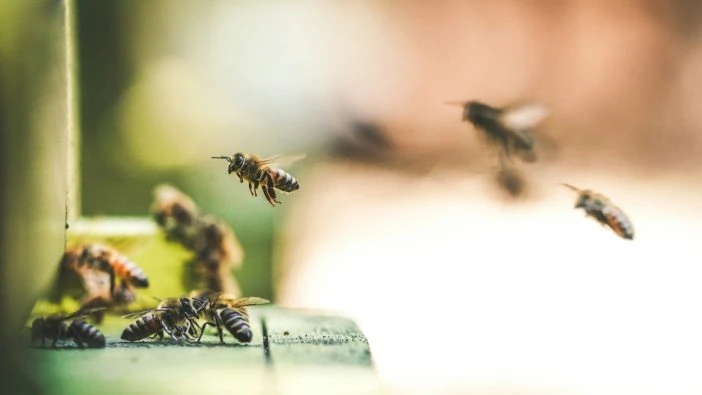 Bienen Kanaren