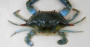 Blaue Krabbe Blaukrabbe Kanaren