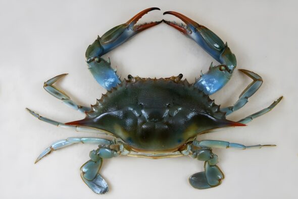 Gefürchtete Krabbler: Invasive Blaukrabbe vor den Kanaren entdeckt