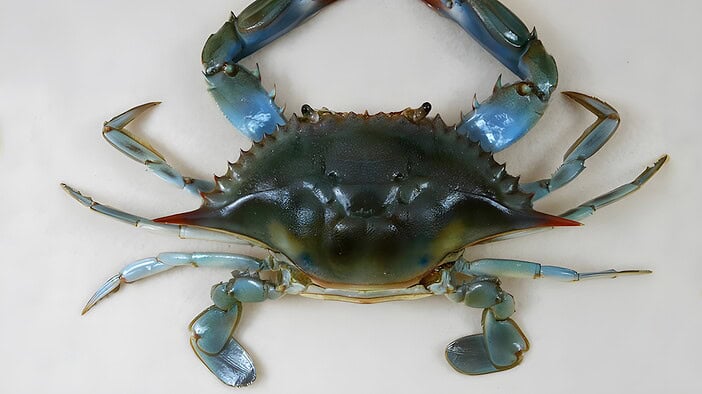 Gefürchtete Krabbler: Invasive Blaukrabbe vor den Kanaren entdeckt Blaue Krabbe Blaukrabbe Kanaren