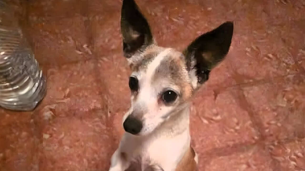 Teneriffa: Unbekannte enthaupten Hund und legen Kopf vor die Tür