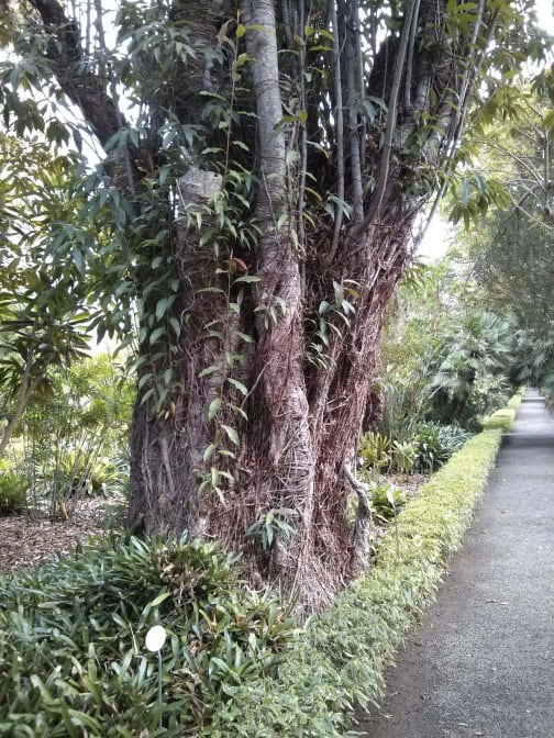 Botanischer Garten Teneriffa Puerto de la Cruz 3