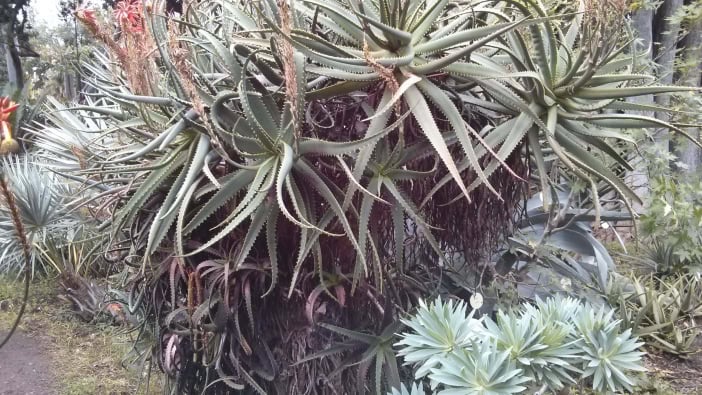 Botanischer Garten Teneriffa Puerto de la Cruz 2