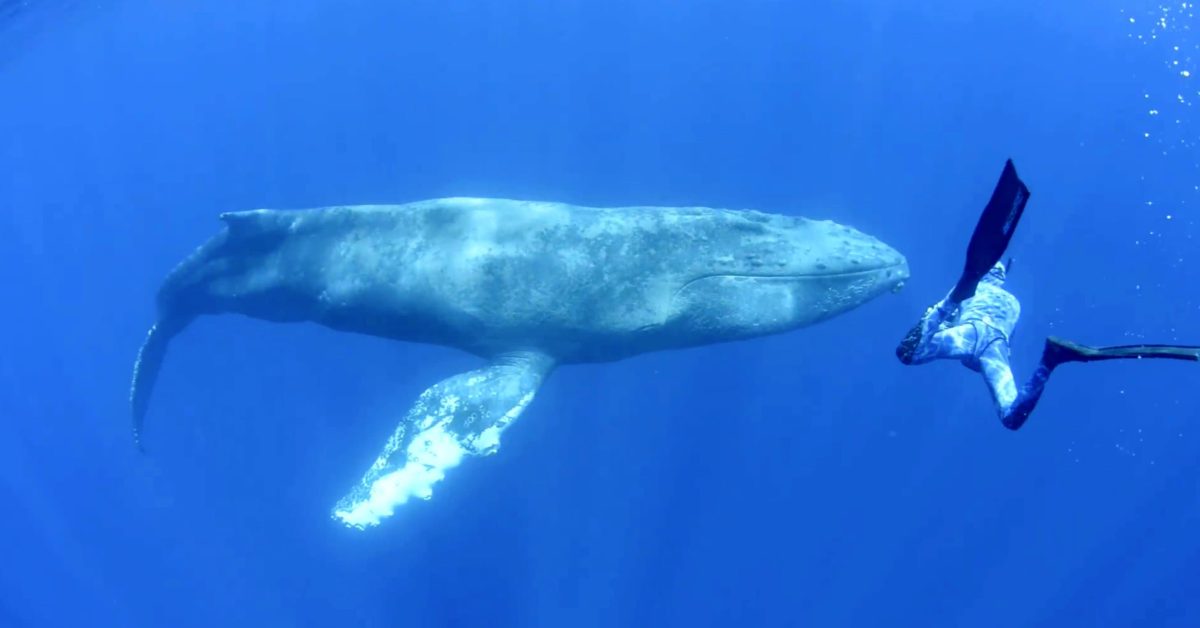 Buckelwal mit Kalb vor El Hierro gesichtet (mit Video)