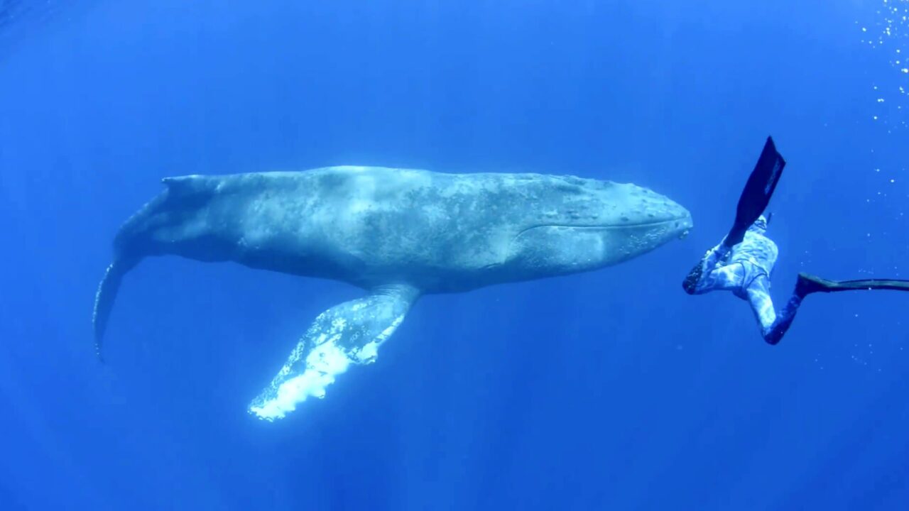 Buckelwal mit Kalb vor El Hierro gesichtet (mit Video)