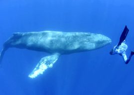 Buckelwal mit Kalb vor El Hierro gesichtet (mit Video)