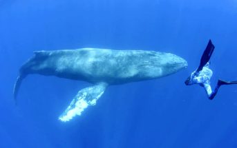 Buckelwal Teneriffa Los Cristianos Facebook