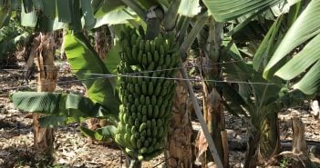 Bananen-Anbau Landwirtschaft Kanaren