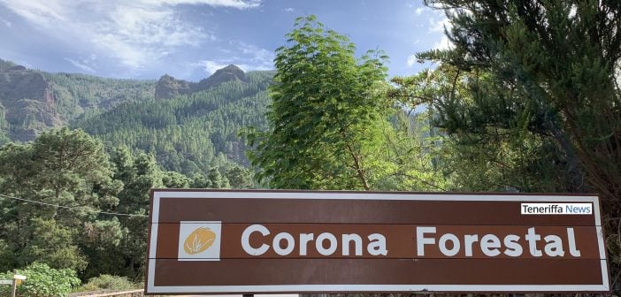 Corona-Forestal Wald Teneriffa