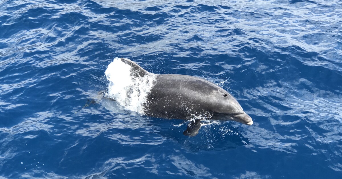 Hai greift Delfin vor Gran Canaria an – Überreste landen am Strand