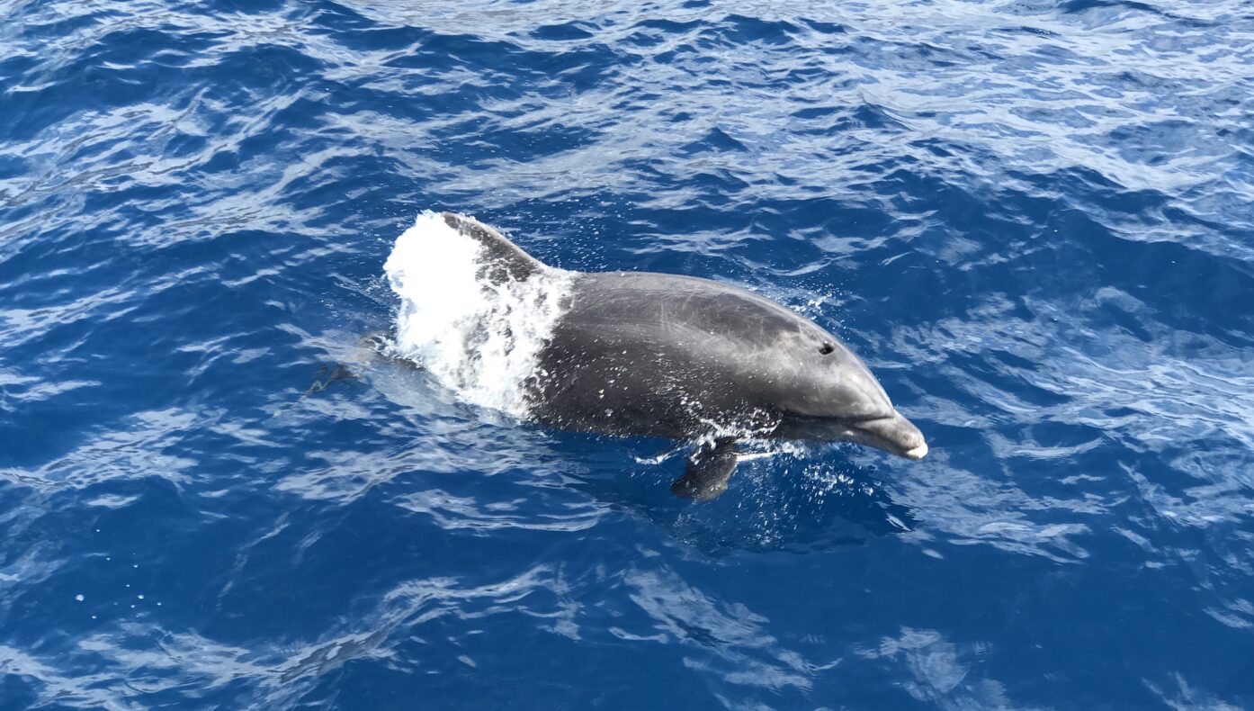 Hai greift Delfin vor Gran Canaria an – Überreste landen am Strand