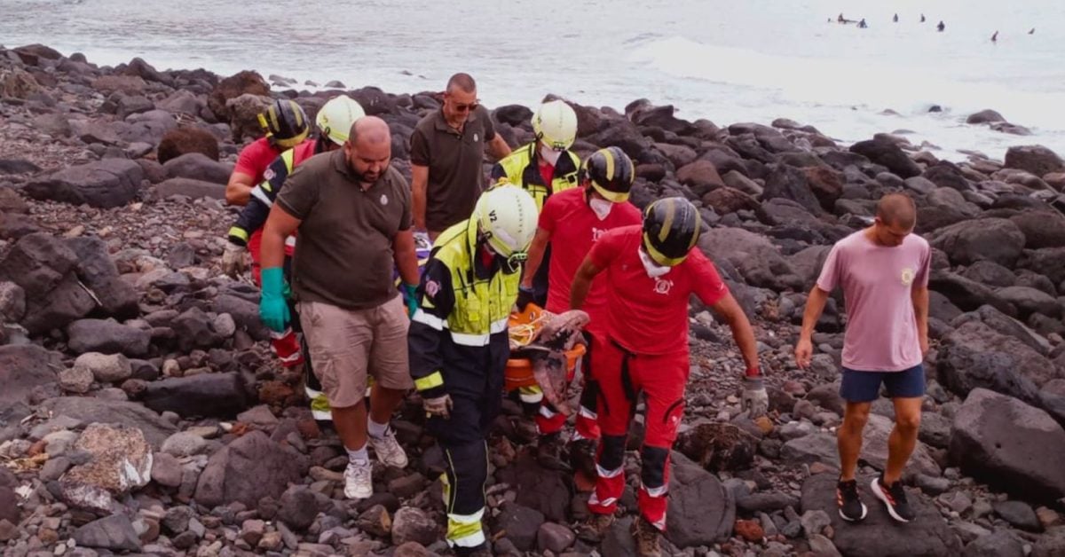 Delfin auf Teneriffa angeschwemmt