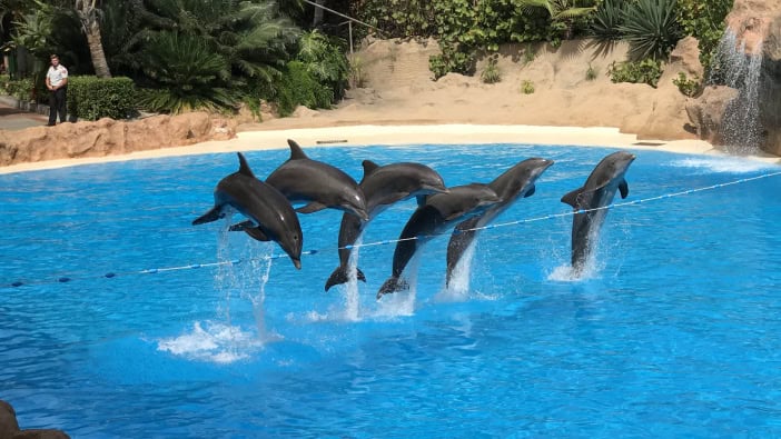 Delfine Loro Parque Sprung