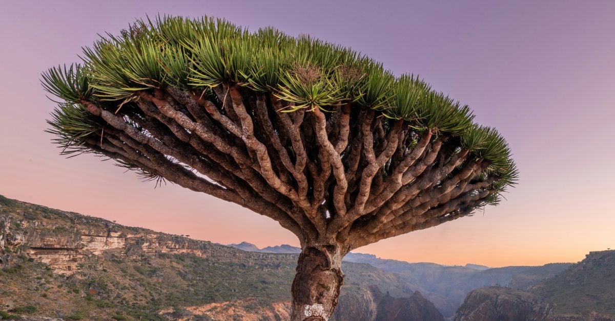 Gran Canaria investiert 1,1 Millionen Euro in Drachenbäume