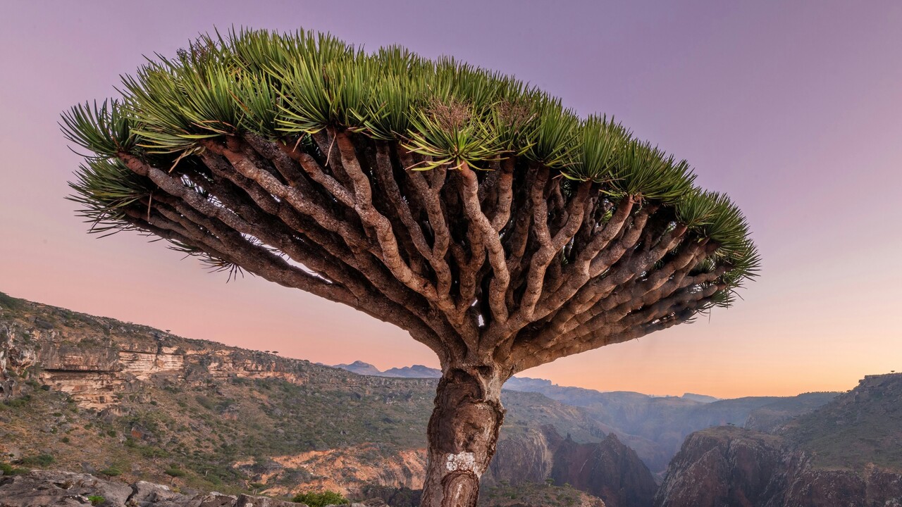 Trotz Schutz: 50 Jahre alter Drachenbaum auf Gran Canaria gefällt