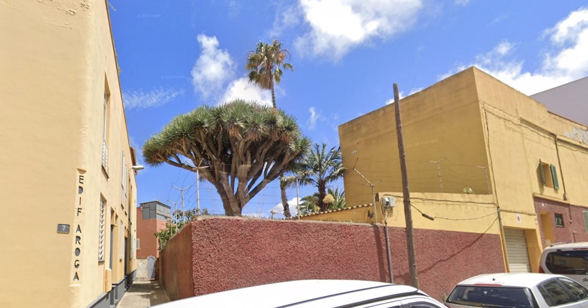 Historischer Drachenbaum ist auf Teneriffa gefällt worden