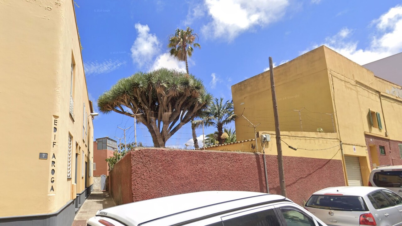 Historischer Drachenbaum auf Teneriffa soll gefällt werden