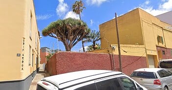 Drachenbaum La Laguna Fällung