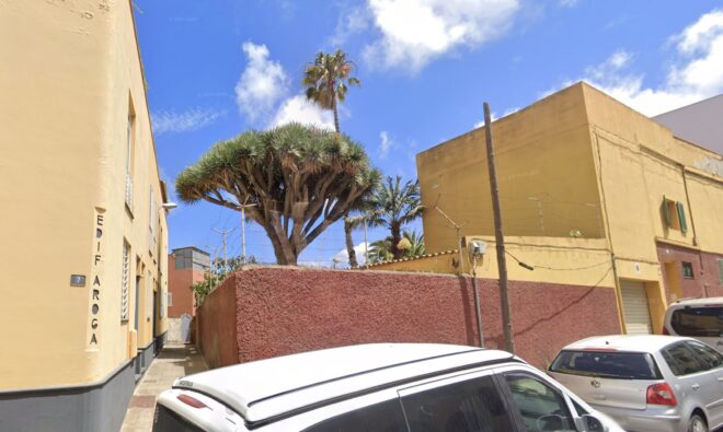 Historischer Drachenbaum ist auf Teneriffa gefällt worden