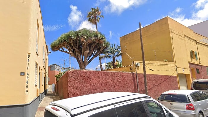 Drachenbaum La Laguna Fällung