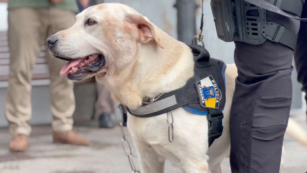 Drogen-Spürhund Draco Rente La Palma Ayuntamiento