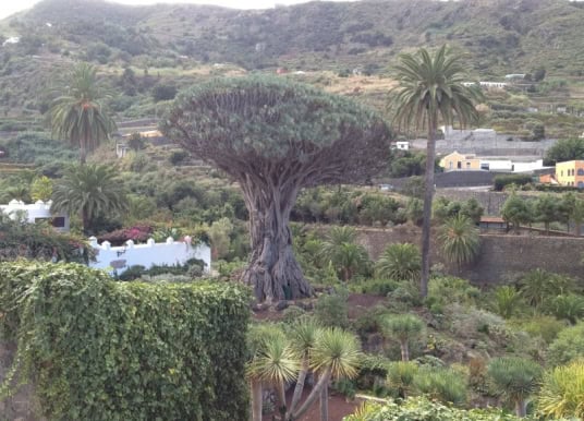 Der Drachenbaum in Icod de los Vinos