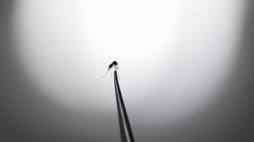 A photograph showing an Aedes aegypti mosquito in a laboratory in Campinas (Brazil)