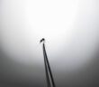Foto, das eine Aedes aegypti-Mücke in einem Labor in Campinas (Brasilien) zeigt