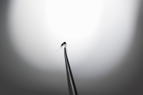 In Mogán (Gran Canaria) wurde eine zweite Aedes-Mückenart entdeckt