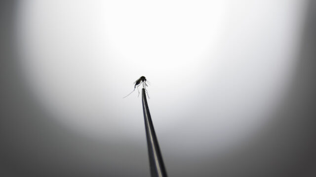 Foto, das eine Aedes aegypti-Mücke in einem Labor in Campinas (Brasilien) zeigt