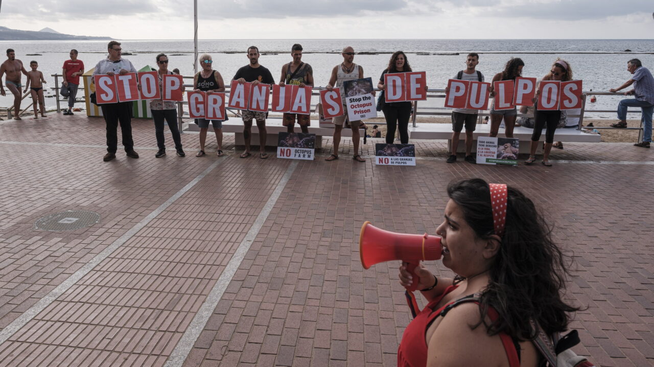 A protest organised by the PACMA Animal Rights Party in Las Palmas de Gran Canaria against the octopus farm planned by Nueva Pescanova