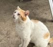 Hohe Strafen auf den Kanaren: Was Katzen-Halter jetzt wissen müssen