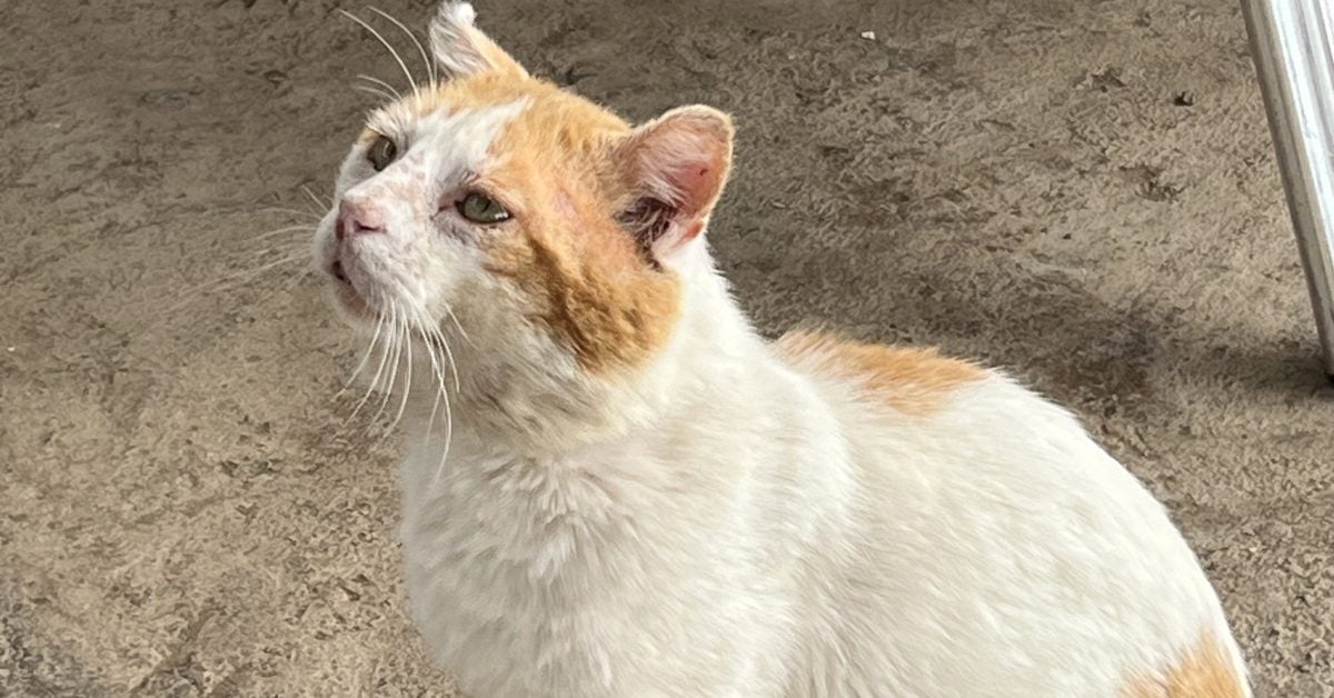 Hohe Strafen auf den Kanaren: Was Katzen-Halter jetzt wissen müssen