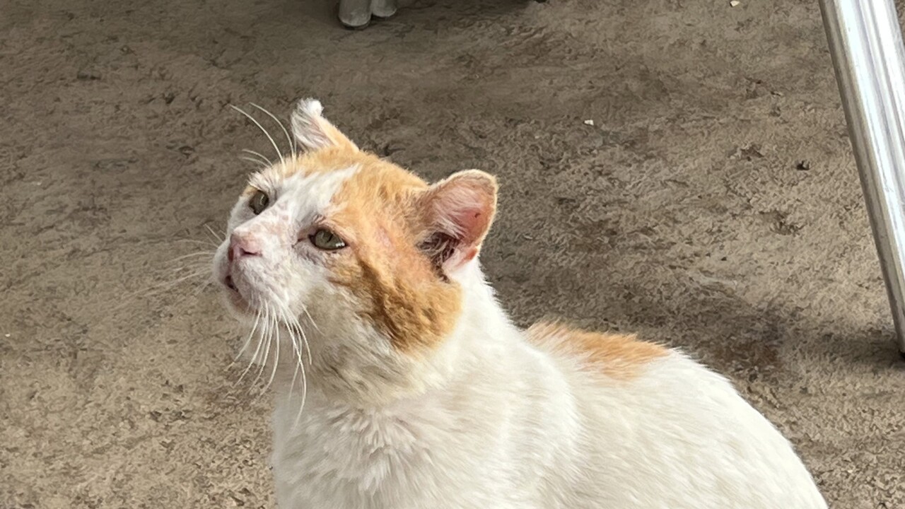 Hohe Strafen auf den Kanaren: Was Katzen-Halter jetzt wissen müssen