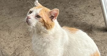 El Rincon De Edu Bananenplantage Teneriffa Katze