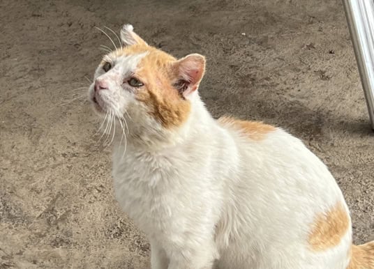 Hohe Strafen auf den Kanaren: Was Katzen-Halter jetzt wissen müssen